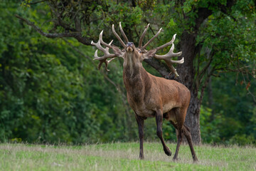Brunft im Riedforst Melsungen