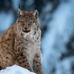 Luchs im Schnee (Winter)
