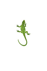 green lizard on white background