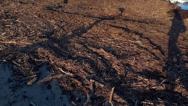 Panoramic view of dirty sea, heaps of garbage on sandy shore, pollution, environmental problems. Garbage on Bulgarian Black Sea coast after strong storm. Natural disaster at sea, autumn 2023, Kiten.