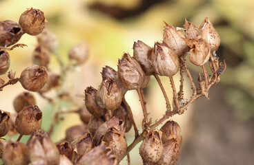 Boxes with seeds on the stem of tobacco.
