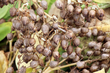 Boxes with seeds on the stem of tobacco.
