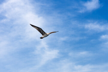 Fototapeta na wymiar Flying in the seagull sky