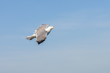 Flying in the seagull sky