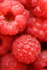 red raspberries close-up, macro juicy ripe raspberries