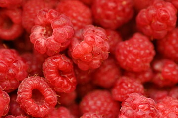 red raspberries close-up, macro juicy ripe raspberries