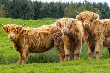Three beautiful, shaggy Highland cows facing camera, one cow is poking her tongue out, stood in...