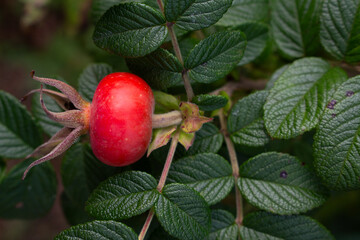 Rosehip on a bush close-up. Fresh raw rose hips with leaves.