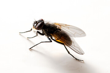 Close up of a normal fly on white background