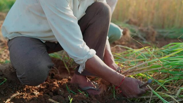 Two Indian Asian male farmers uses a traditional method to dig the soil and uproot or harvest fresh onion bulbs or plants on a farm or agricultural field in countryside. Agriculture, farming concept