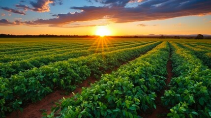 Peanut Field at Sunset. Agriculture and Cultivation in Brasilia, Brazil with Beautiful Blue Sky. Fresh Crops of Peanuts in a Green Field - obrazy, fototapety, plakaty