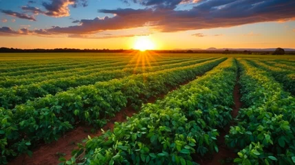 Plexiglas keuken achterwand Brazilië Peanut Field at Sunset. Agriculture and Cultivation in Brasilia, Brazil with Beautiful Blue Sky. Fresh Crops of Peanuts in a Green Field