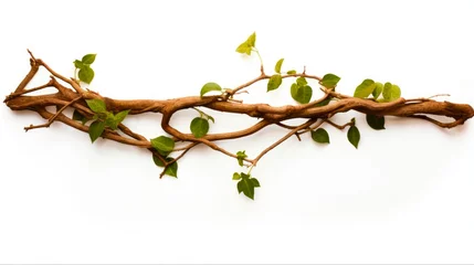 Foto op Canvas Wild Jungle Vine, Brown and Green Dry Liana Isolated on White Background. Clipping Path Available. Tropical Abstract Alive Plant © AIGen