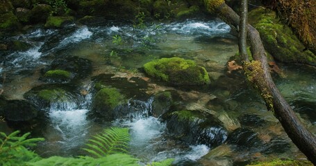 Fototapeta premium Foggy morning landscape over mountain stream with clear water in coniferous forest at rainy weather. Pine trees and river of Gollinger waterfall.