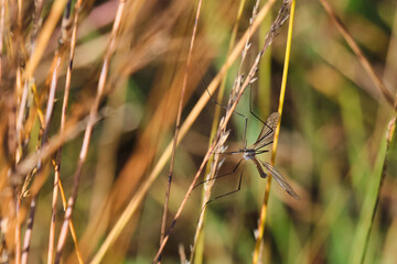 Closeup of thin winged insect with long legs hidden in green and brown grass