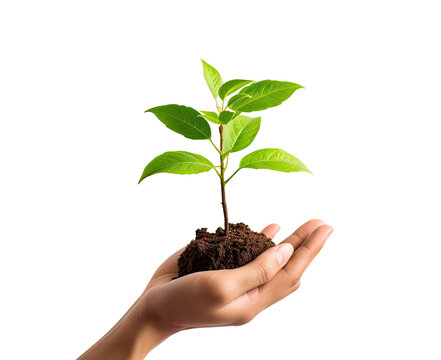 plant in hands isolated png on transparent background