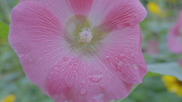 Pink colored mallow flower with rain drops on petals growing in garden closeup