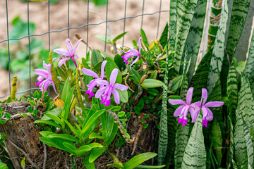 orquídea roxa no jardim