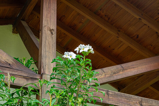 jasmim branco sob o telhado de madeira