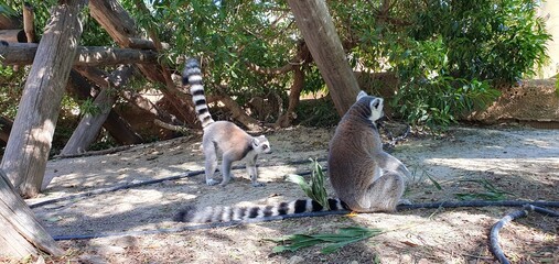 Life of lemurs in a petting zoo in Spain. Lemurs in the wild. Very beautiful and cute lemurs rest on a tree and play together. Wild animals in a zoo in Spain.