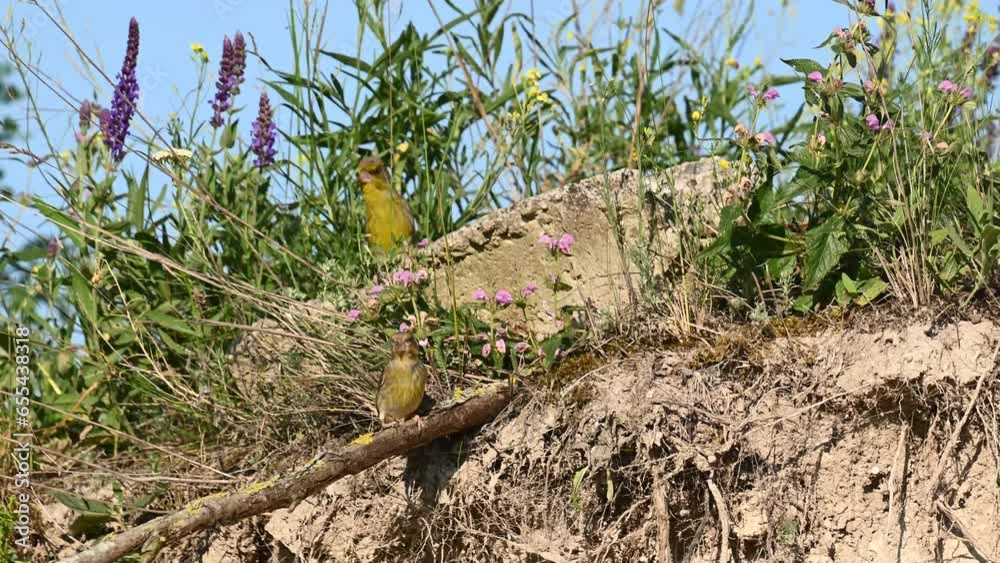 Wall mural Two european greenfinch Chloris chloris is a small songbird The bird sits on a stick and flies away. Close up. Slow motion.