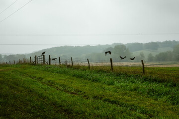 Vulture Fence 02, 2023. A "kettle" of five Black Vultures in various states of flight as they leave their perches atop fenceposts on a misty gloomy Autumn morning. Near South Gifford, Missouri. 2023