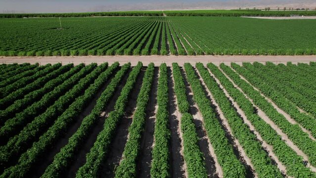 Aerial view of farms Coachella Valley