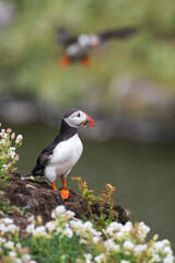 atlantic puffin or common puffin