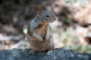 Naklejka na ściany i meble California Gray Squirrel 