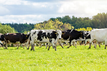 A herd of motley black and white cows walks through a green field on a summer day.