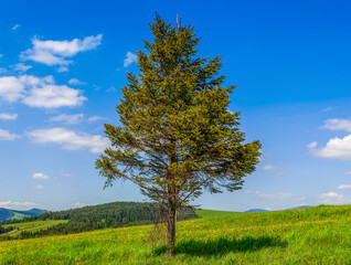 Spruce tree on the hills