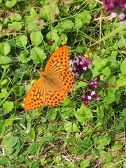 Schmetterling orange