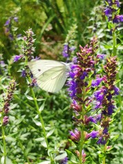 Schmetterling