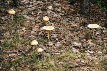Mushrooms on autumn background fallen leaves. - obrazy, fototapety, plakaty