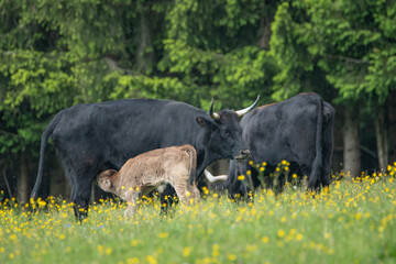 Auroch calf feeding on milk from its mother. Heck cattle from aurochs ancestors.
