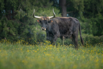 An auroch old cow sitting on a green pasture. Bavarian Forest National Park, Germany.