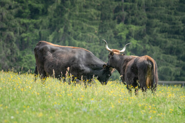 Two aurochs cattle on a green field full of yellow Ranunculus flowers.