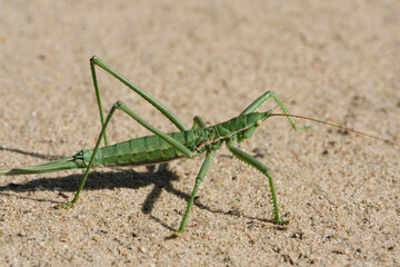Steppe dybka sandy background, macro photo.Largest grasshopper in Russia.
