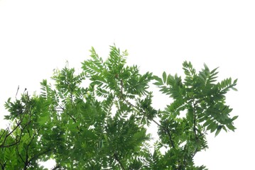 Tropical tree with leaves branches and sunlight, on white isolated background for green foliage...