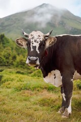 Fototapeta na wymiar portrait of a mountain village cow