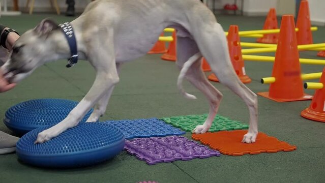 Dog is engaged fitness on massage and physiotherapy carpet. Training device for rehabilitation exercising in the Veterinary clinic