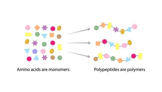 Amino acids are monomers, polypeptide chains are polymers. Proteins. Vector design illustration.
