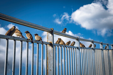 Sparrows sit on railings in a city park.  Birds in the city.