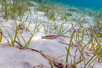 The comber fish, underwater scene - (Serranus cabrilla)