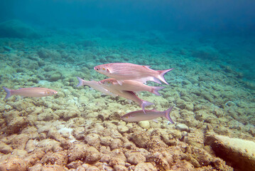 Thicklip grey mullet - (Chelon labrosus), underwater scene in Mediterranean sea