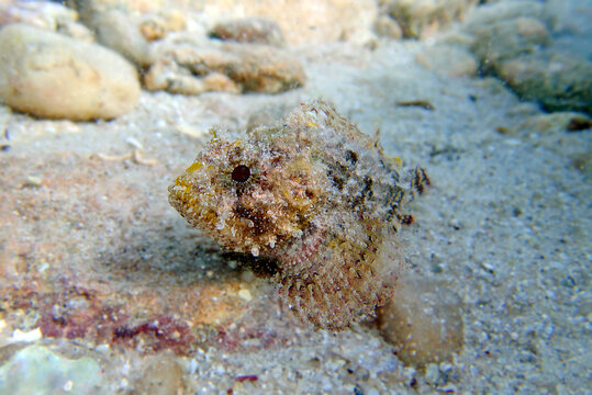Black Scorpionfish - (Scorpaena Porcus), Undersea photography