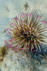 Golden anemone -(Condylactis aurantiaca), sea anemone in to the Mediterranean sea   