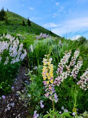 Wildflowers on a hillside, Ketchum, Idaho