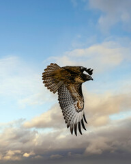 Red Tailed Hawk In Flight 