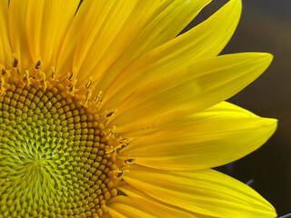 Wild Sunflowers 